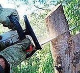 Best Tree Preservation Services  in Rossvle, IL