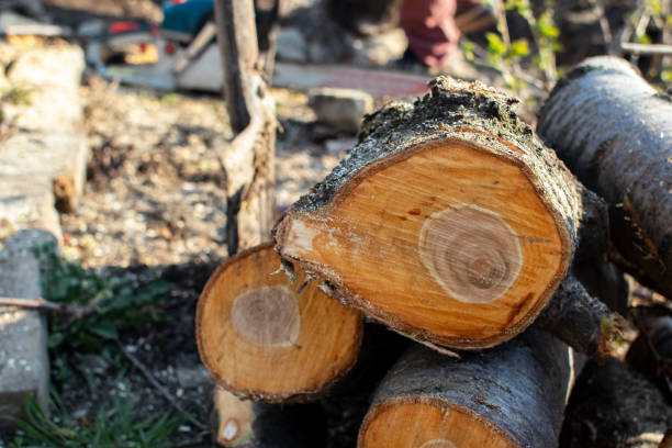 Tree and Shrub Care in Rossville, IL