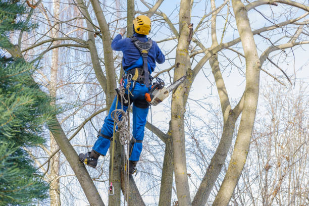 How Our Tree Care Process Works  in  Rossville, IL