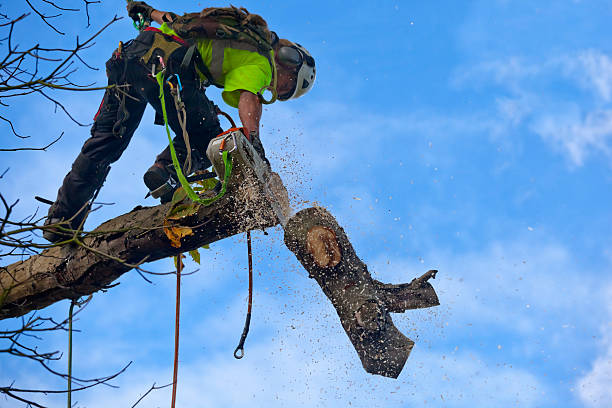Best Tree Trimming and Pruning  in Rossvle, IL