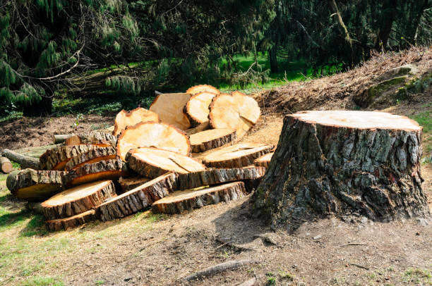 Best Arborist Consultation Services  in Rossvle, IL